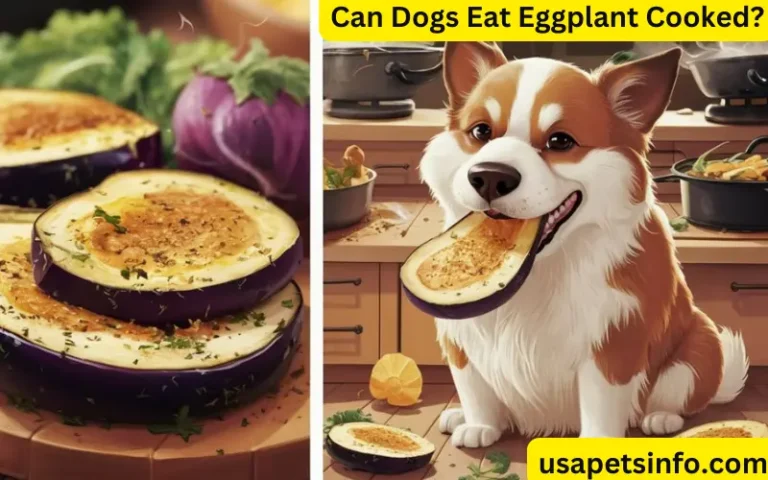 Can Dogs Eat Eggplant Cooked?