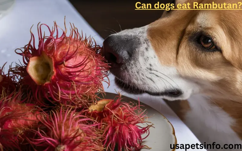 Can Dogs Eat Rambutan?