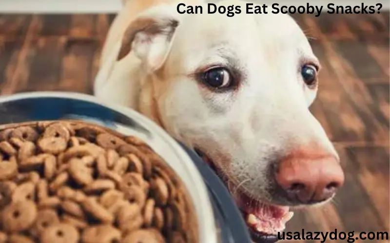 Can Dogs Eat Scooby Snacks?