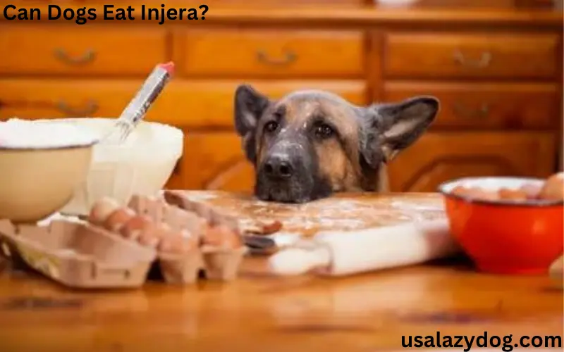 Can Dogs Eat Injera?