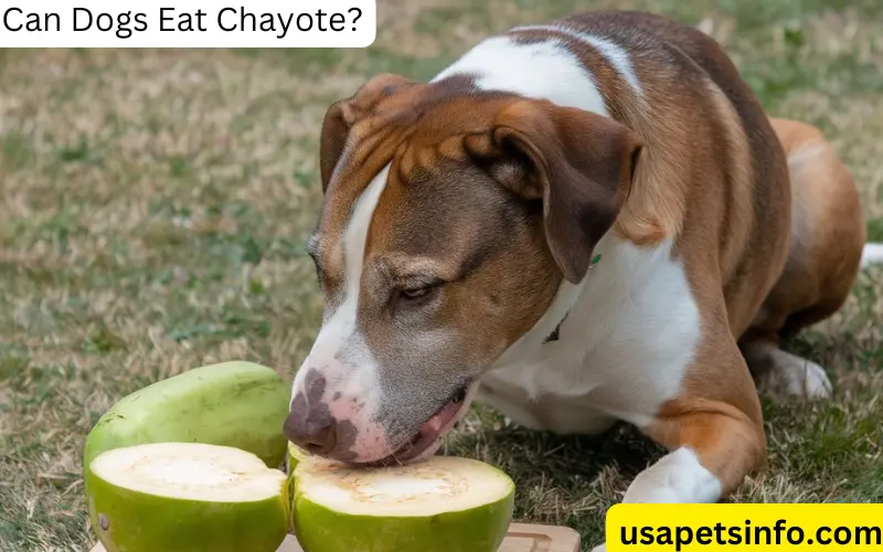 Can Dogs Eat Chayote?