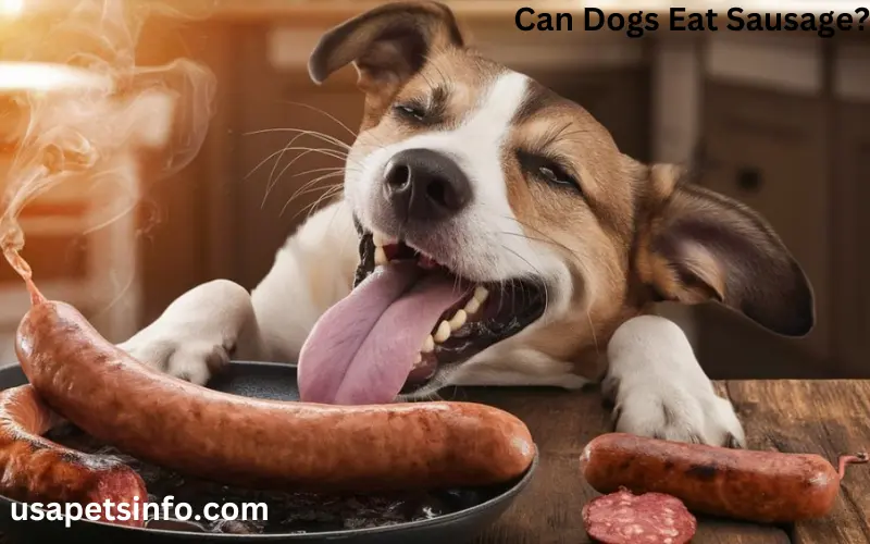 Can Dogs Eat Sausage?