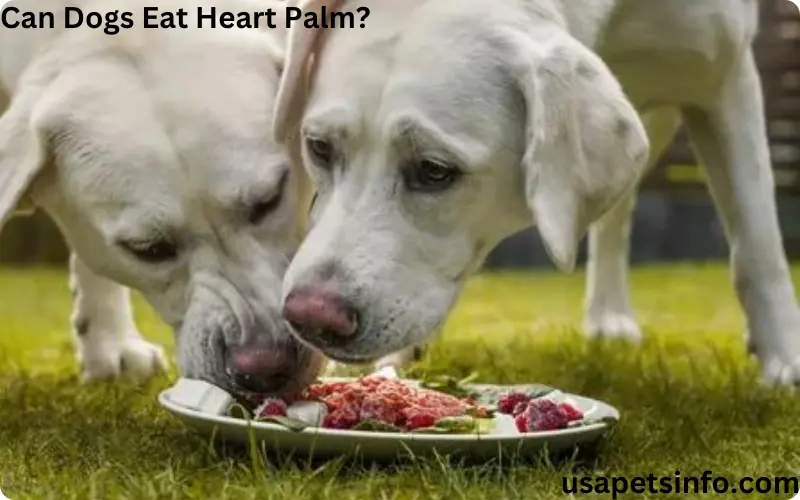 Can Dogs Eat Heart Palm?