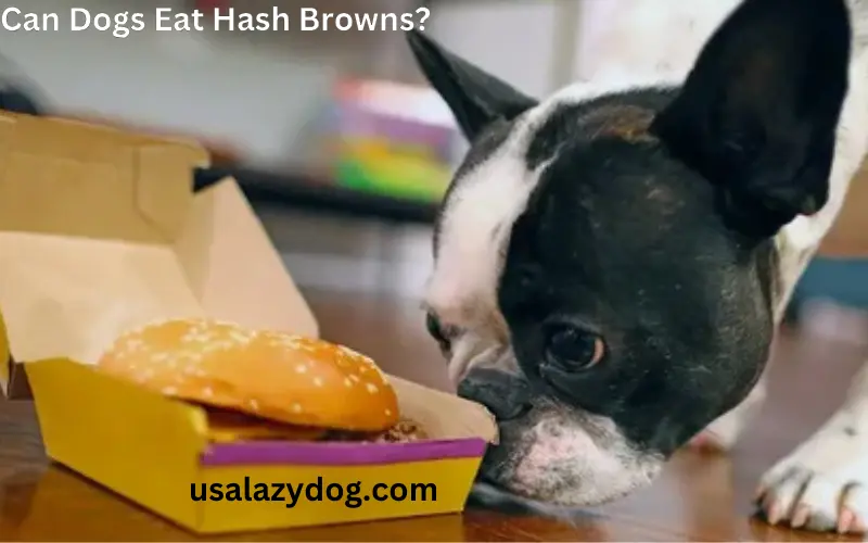 Can Dogs Eat Hash Browns?