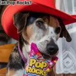 Can Dogs Eat Pop Rocks?