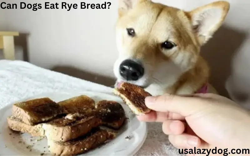 Can Dogs Eat Rye Bread?