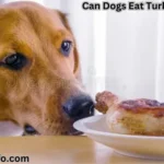 Can Dogs Eat Turkey Necks?