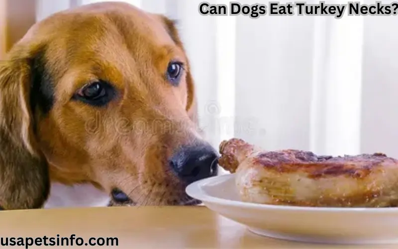 Can Dogs Eat Turkey Necks?